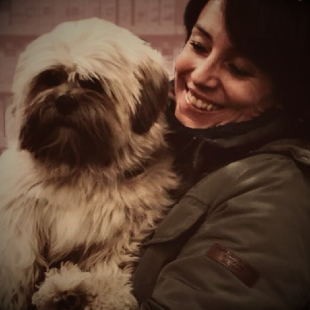 Home lhasa shih tzu